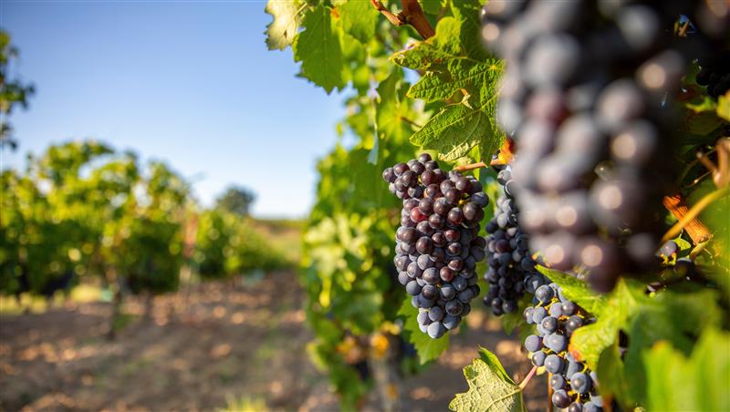 How to Choose a Good Red Wine: More Grape Varieties pt. 1